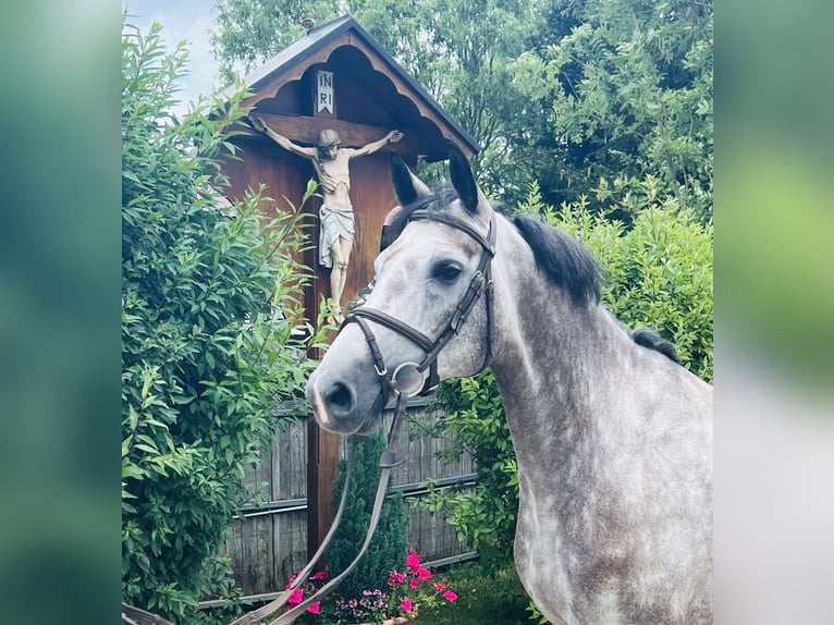 German Sport Horse Mare 5 years 16,1 hh Gray-Dapple in Schwäbisch Gmünd