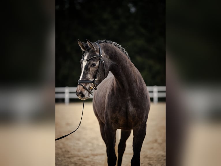 German Sport Horse Mare 5 years 16,1 hh Gray in Kirchenthumbach