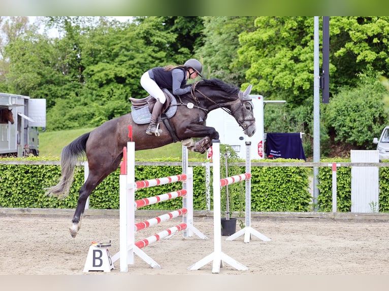 German Sport Horse Mare 5 years 16.1 hh Grey in Wittichenau