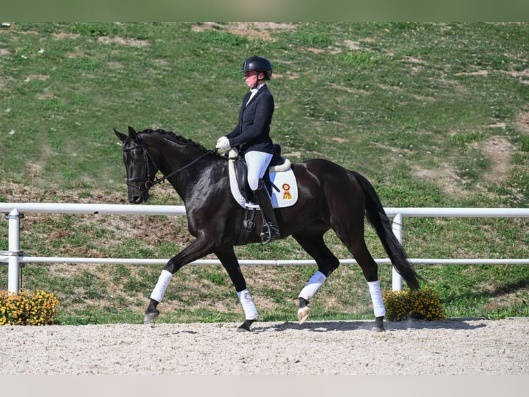 German Sport Horse Mare 5 years 16.1 hh Smoky-Black in Gomadingen