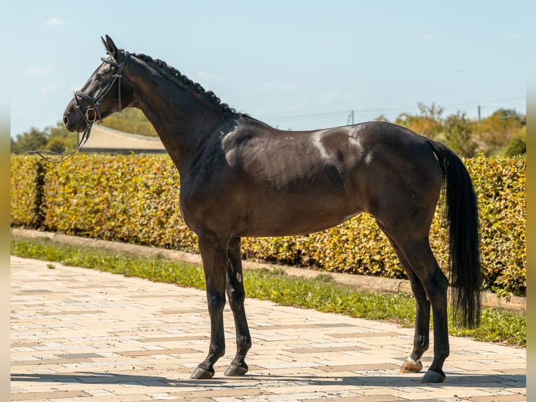 German Sport Horse Mare 5 years 16.1 hh Smoky-Black in Gomadingen