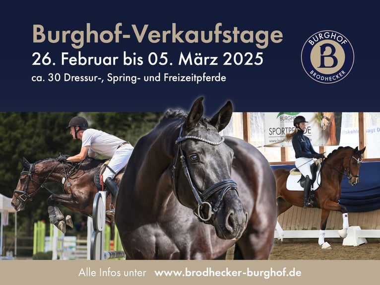 German Sport Horse Mare 5 years 16,1 hh Smoky-Black in Riedstadt