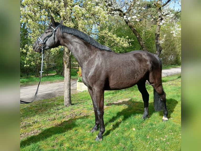 German Sport Horse Mare 5 years 16.2 hh Bay-Dark in Karlsfeld