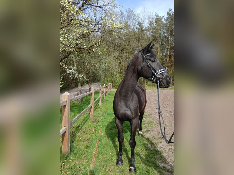 German Sport Horse Mare 5 years 16.2 hh Bay-Dark in Karlsfeld