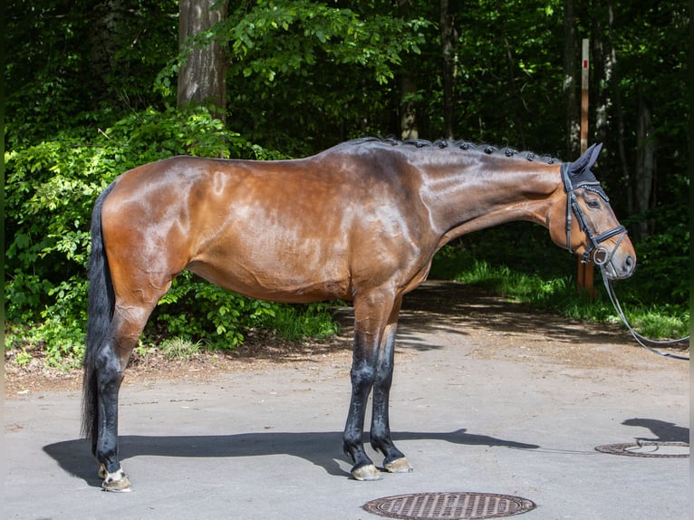 German Sport Horse Mare 5 years 16.2 hh Bay-Dark in Möglingen