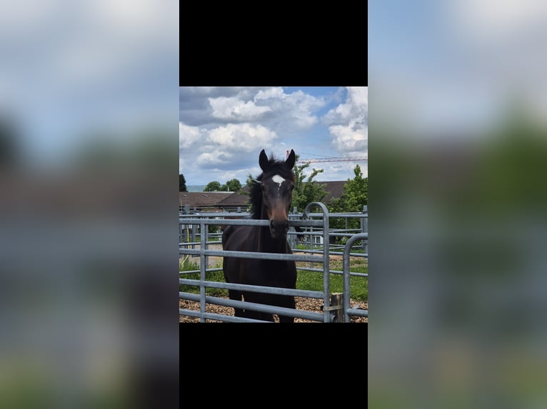 German Sport Horse, Mare, 5 years, 16.2 hh, Bay-Dark