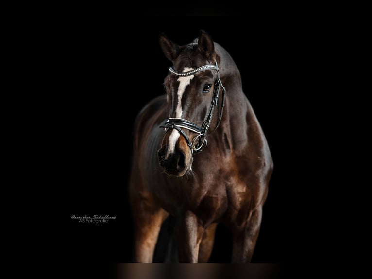 German Sport Horse Mare 5 years 16,2 hh Bay-Dark in Herrenberg