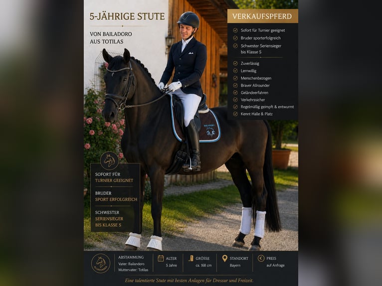 German Sport Horse Mare 5 years 16.2 hh Bay-Dark in Karlsfeld