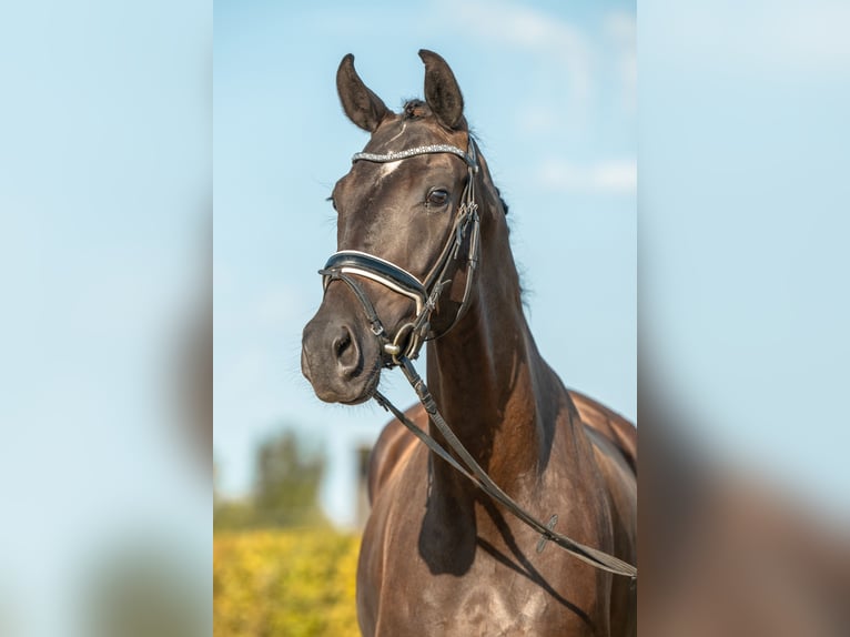 German Sport Horse Mare 5 years 16.2 hh Black in Gomadingen