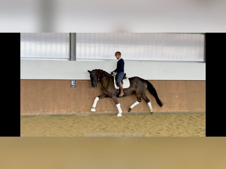 German Sport Horse Mare 5 years 16,2 hh Black in Vechta