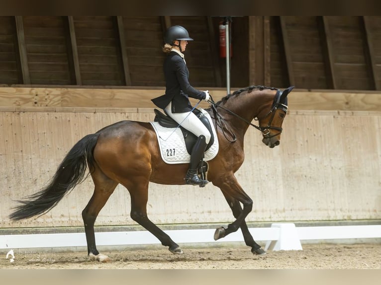 German Sport Horse Mare 5 years 16.2 hh Brown in Schwaigern