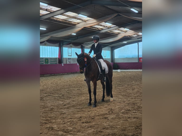German Sport Horse Mare 5 years 16.2 hh Brown in Schwaigern