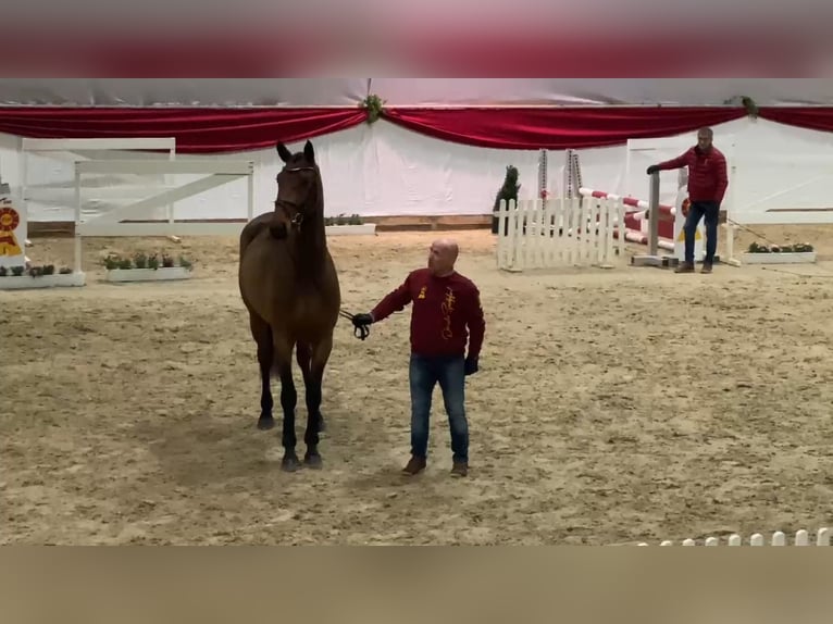 German Sport Horse Mare 5 years 16,2 hh Brown in Gadow