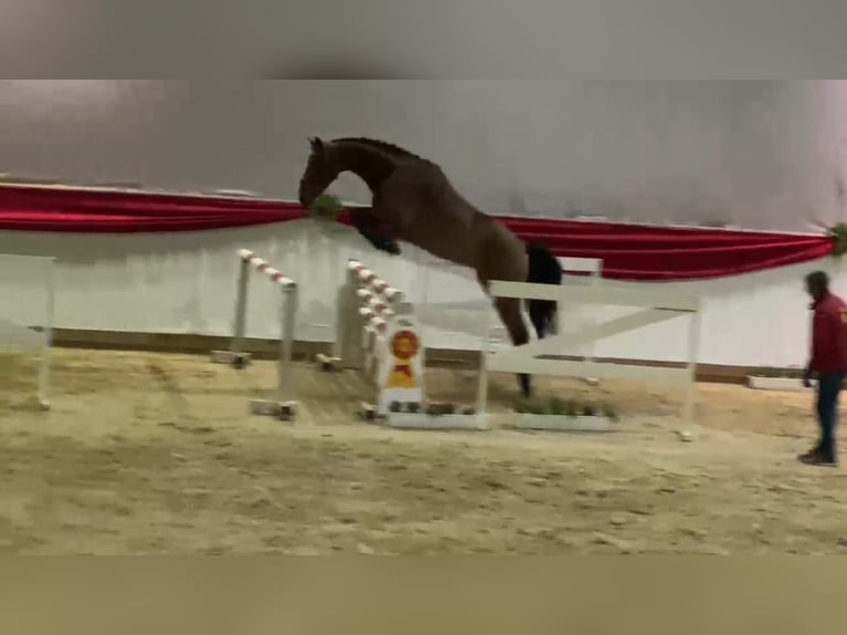 German Sport Horse Mare 5 years 16,2 hh Brown in Gadow