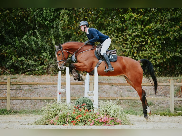 German Sport Horse Mare 5 years 16.2 hh Brown in Riedstadt