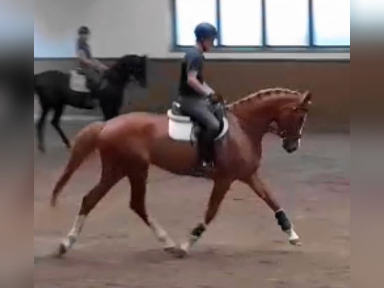 German Sport Horse Mare 5 years 16,2 hh Chestnut-Red in Ringelsdorf