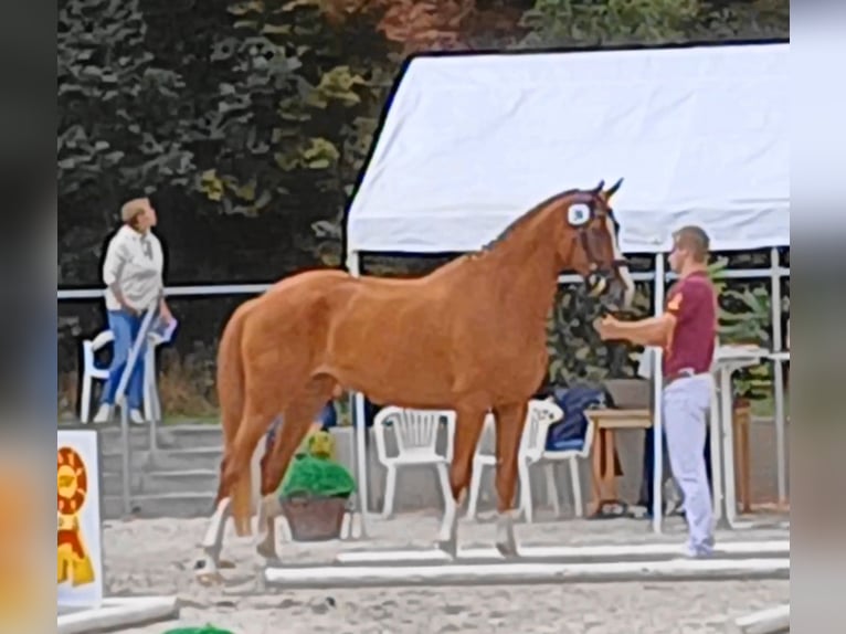 German Sport Horse Mare 5 years 16,2 hh Chestnut-Red in Ringelsdorf