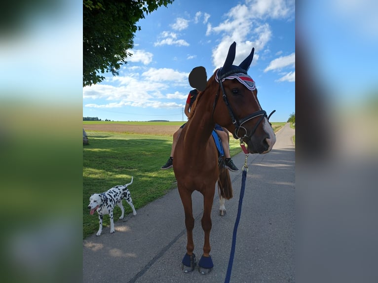 German Sport Horse Mare 5 years 16,2 hh Chestnut-Red in Donaueschingen