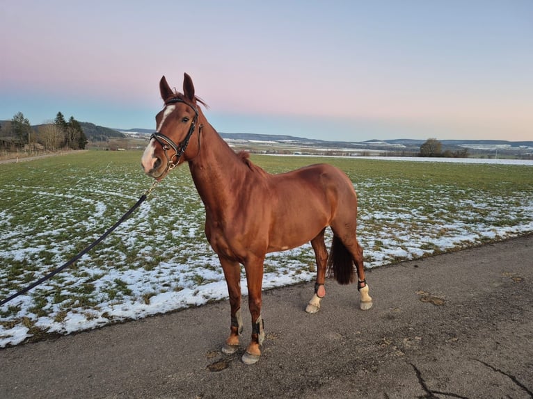 German Sport Horse Mare 5 years 16,2 hh Chestnut-Red in Donaueschingen