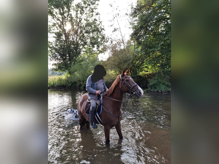 German Sport Horse Mare 5 years 16,2 hh Chestnut-Red in Donaueschingen