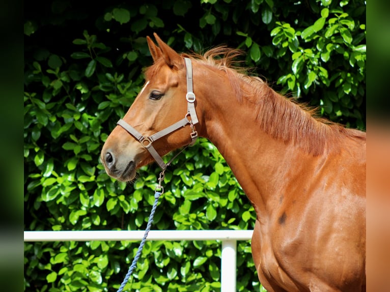 German Sport Horse Mare 5 years 16.2 hh Chestnut-Red in Stade