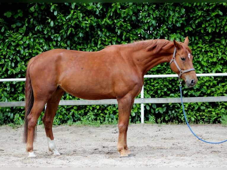 German Sport Horse Mare 5 years 16.2 hh Chestnut-Red in Stade