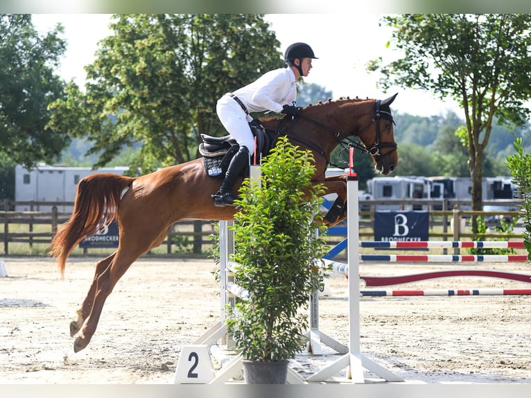 German Sport Horse Mare 5 years 16,2 hh Chestnut-Red in Riedstadt
