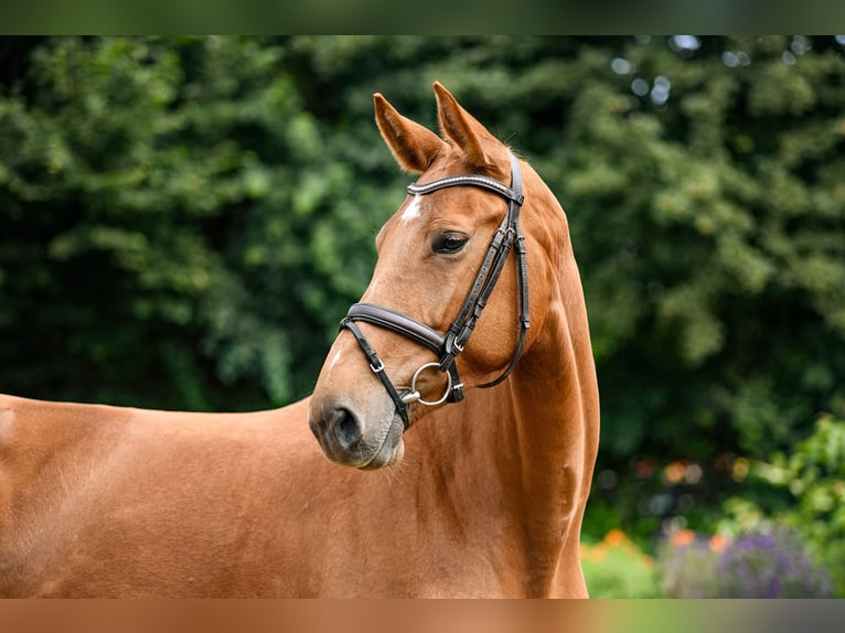 German Sport Horse Mare 5 years 16,2 hh Chestnut-Red in Riedstadt