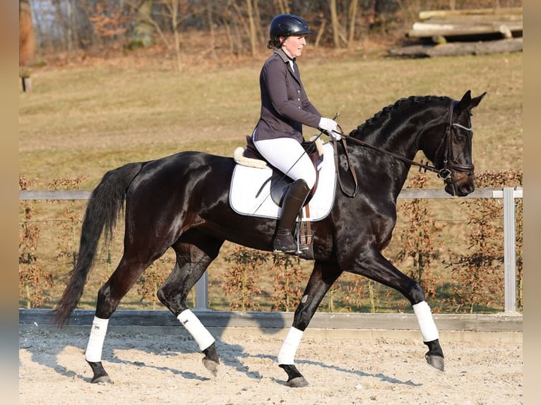 German Sport Horse Mare 5 years 16.2 hh Smoky-Black in Moritzburg