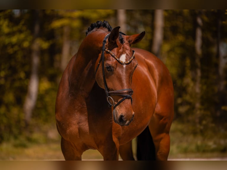 German Sport Horse Mare 5 years 16.3 hh Brown in Wehringen