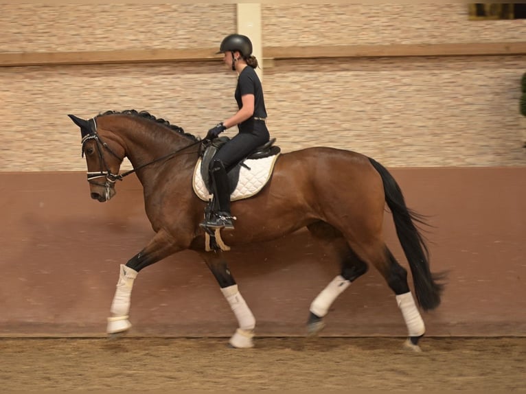 German Sport Horse Mare 5 years 16.3 hh Brown in Wehringen