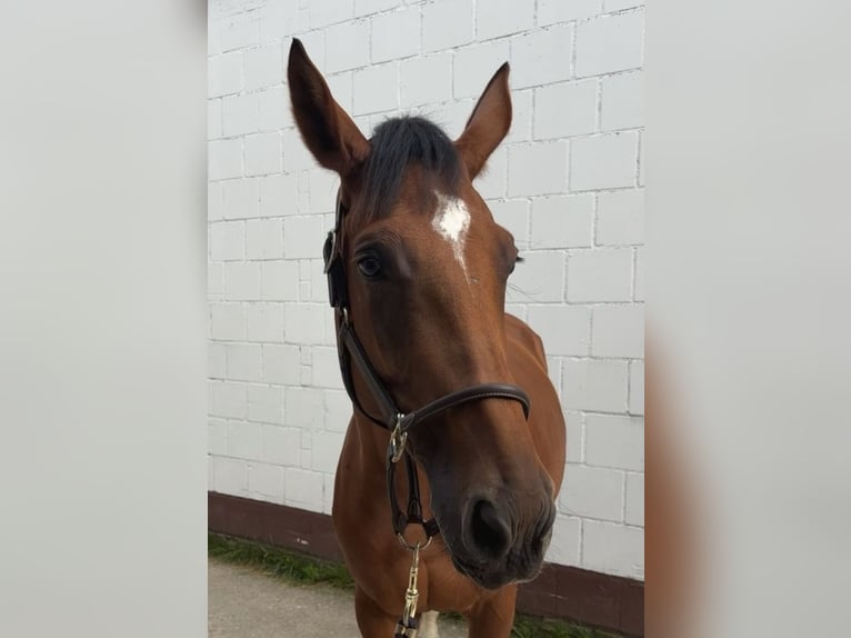 German Sport Horse Mare 5 years 16.3 hh  in Schnaittach