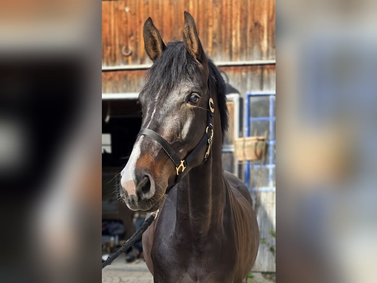 German Sport Horse Mare 5 years 16 hh Bay-Dark in Laaber