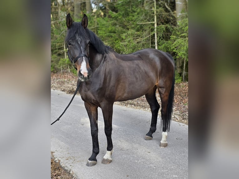 German Sport Horse Mare 5 years 16 hh Bay-Dark in Laaber