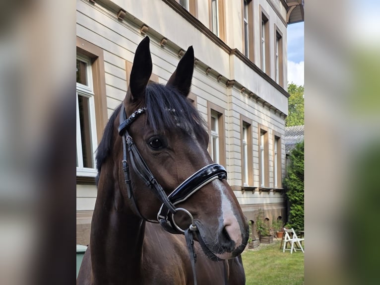 German Sport Horse Mare 5 years 16 hh Bay-Dark in Braunschweig
