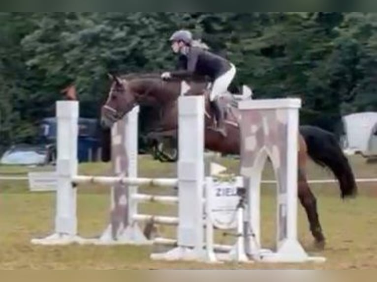 German Sport Horse Mare 5 years 16 hh Bay-Dark in Braunschweig
