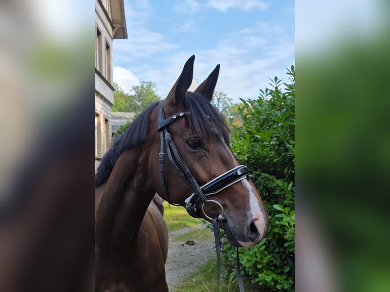 German Sport Horse Mare 5 years 16 hh Bay-Dark in Braunschweig