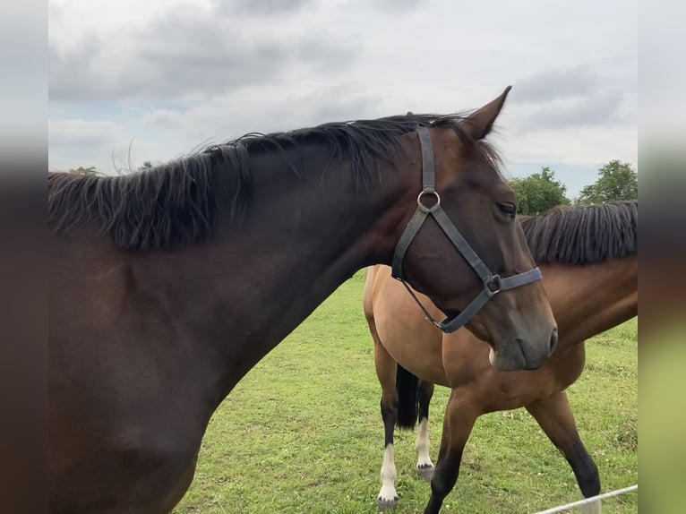 German Sport Horse Mare 5 years 16 hh Bay-Dark in Neuenhofe