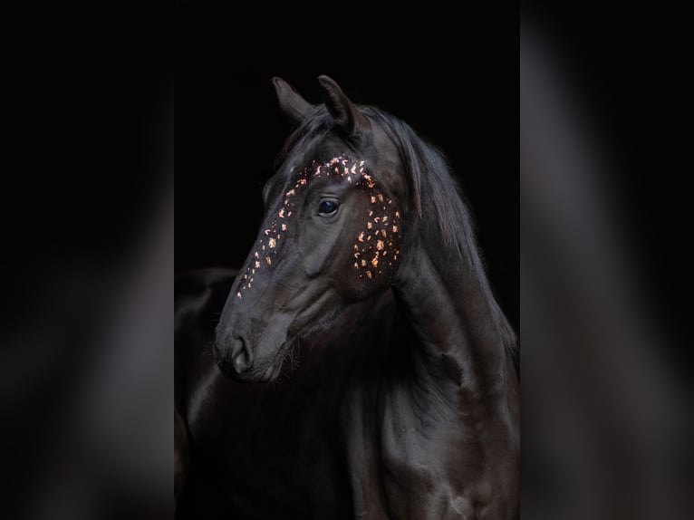 German Sport Horse Mare 5 years 16 hh Black in Plessa