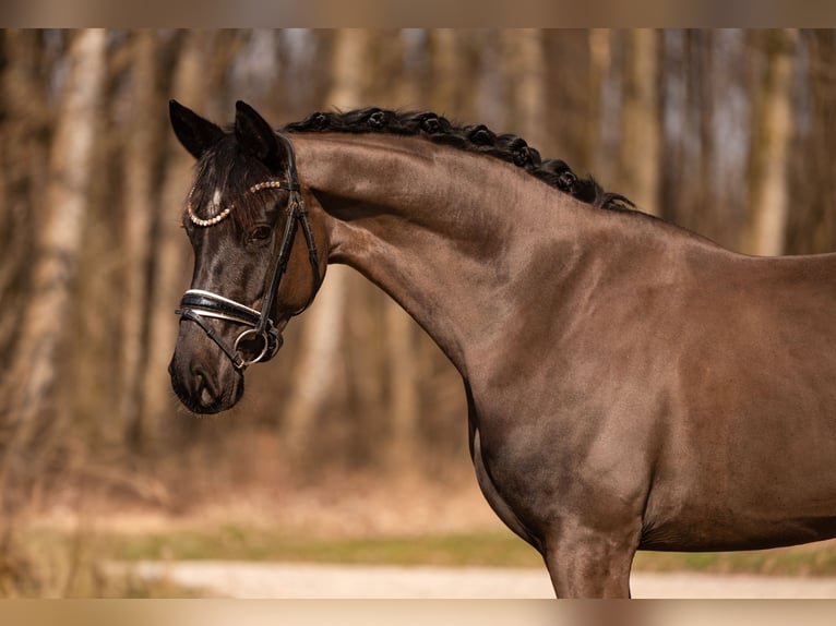 German Sport Horse Mare 5 years 16 hh Black in Wehringen