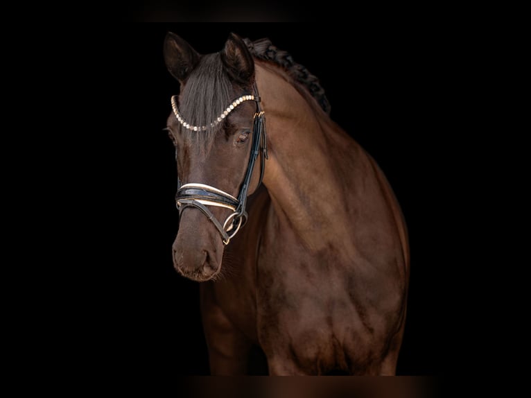 German Sport Horse Mare 5 years 16 hh Black in Wehringen