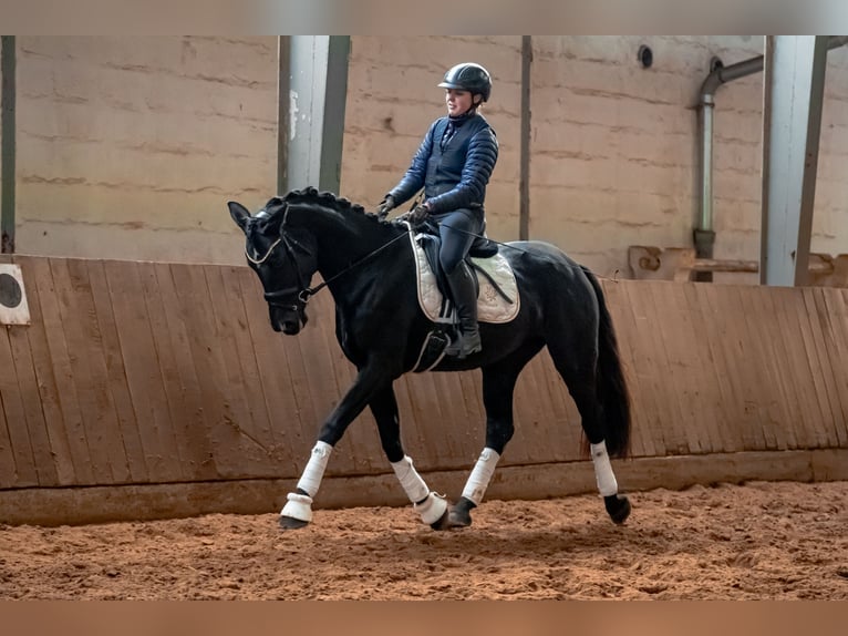 German Sport Horse Mare 5 years 16 hh Black in Bayreuth