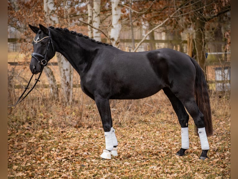 German Sport Horse Mare 5 years 16 hh Black in Bayreuth