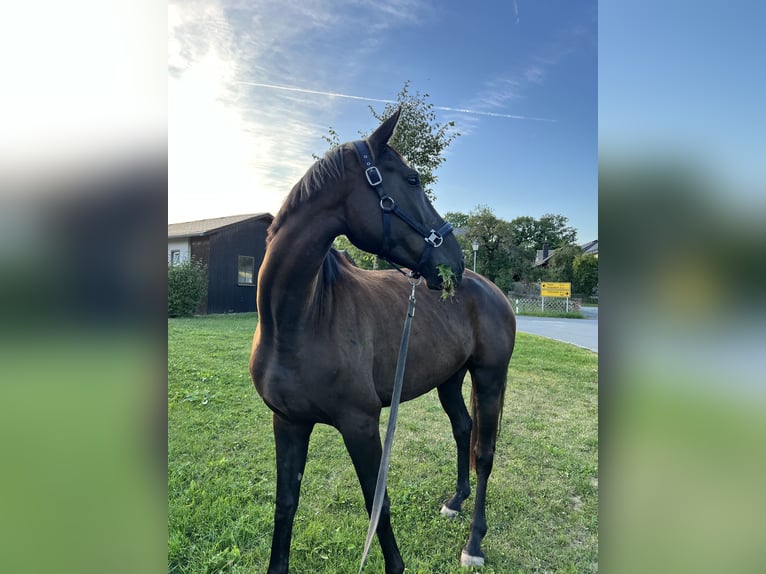German Sport Horse Mare 5 years 16 hh Black in Hof