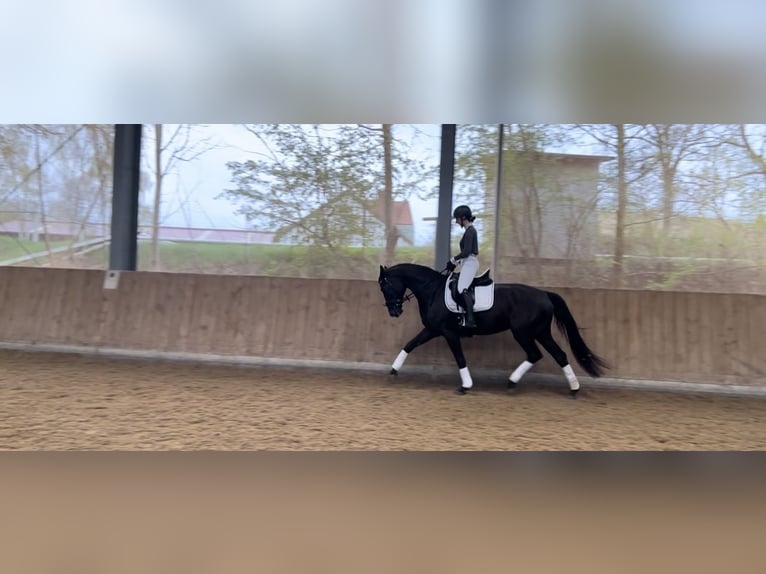 German Sport Horse Mare 5 years 16 hh Black in Hof