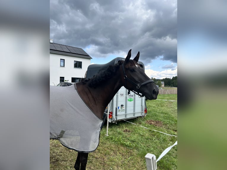 German Sport Horse Mare 5 years 16 hh Black in Hof