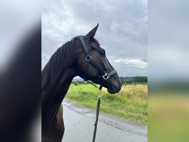 German Sport Horse Mare 5 years 16 hh Black in Hof