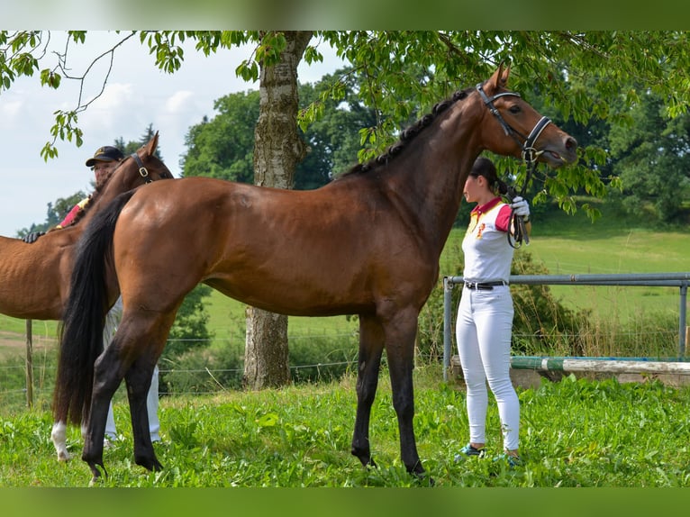 German Sport Horse Mare 5 years 16 hh Brown in Kißlegg