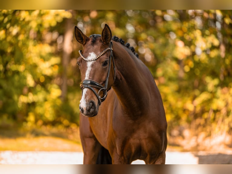 German Sport Horse Mare 5 years 16 hh Brown in Wehringen