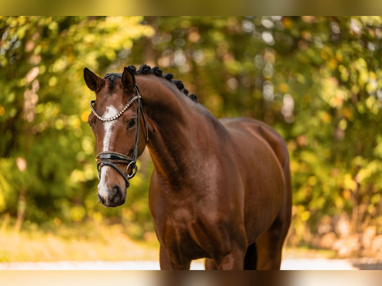German Sport Horse Mare 5 years 16 hh Brown in Wehringen